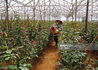 Should Vietnam export fresh flowers?