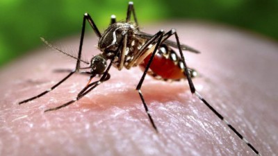 Zika outbreak: The mosquito menace