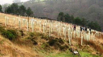 Tree planting ‘can reduce flooding’