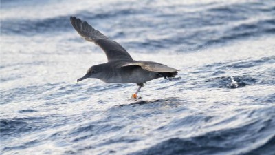 Europe’s rarest seabird ‘faces extinction’