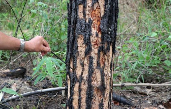 men-arrested-over-pine-trees-poisoning-in-an-attempt-to-take-over-forestry-land.jpg