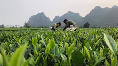 Vietnam’s agriculture grows up thanks to EVFTA