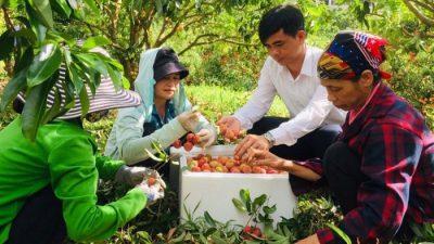 Government allows foreign traders to enter Vietnam to purchase lychees in Bac Giang