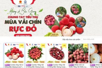 Six major e-commerce platforms commence sale of Bac Giang lychee