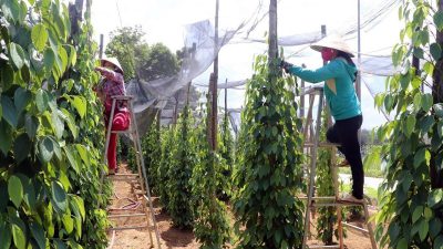 Vietnamese pepper farmers rejoice over rising prices