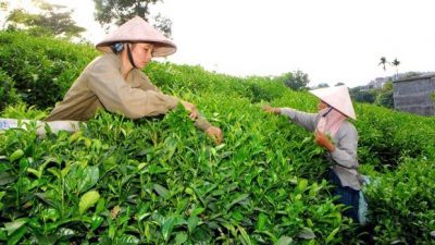Vietnamese tea market share increases in Australian market