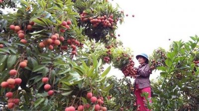 MoU signed to boost Vietnam-China fruit trading