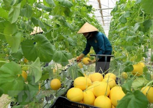 vietnam-keen-on-promoting-agricultural-partnership-with-us.jpg