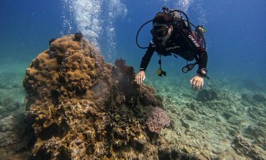 Nha Trang suspends scuba tours to protect coral reefs